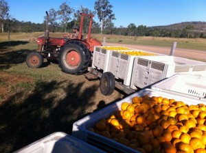 Le fruit picking en Australie avec l'Océanie pour les zéros - Blog Australie