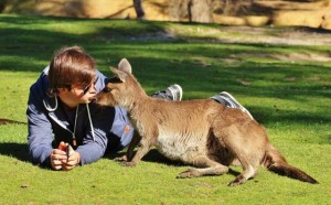 Photo avec un kangourou en Australie