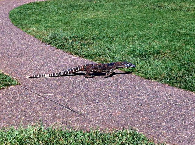 VaranAustralie