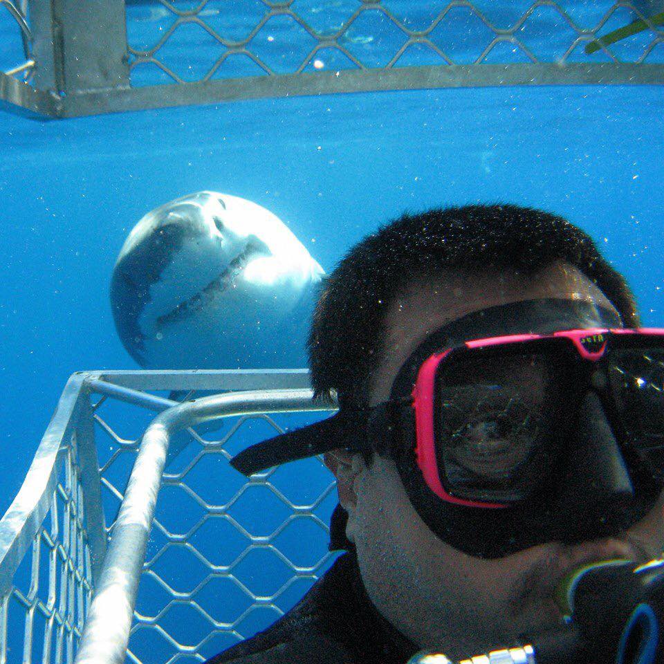Requin-Australie-Nager