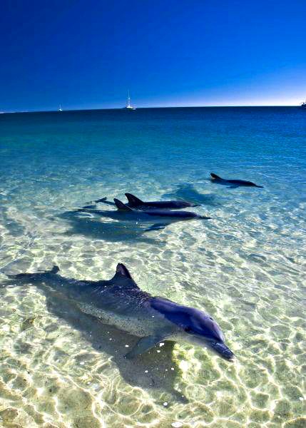 dauphins-Monkey-Mia