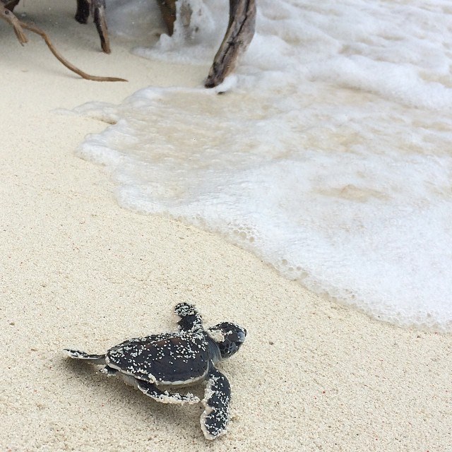 instagram_australie_heronisland