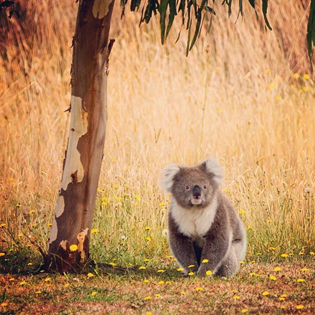 instagram_australie_koala