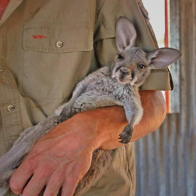 Kangourou Australie