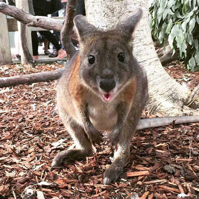 pademelon Australie