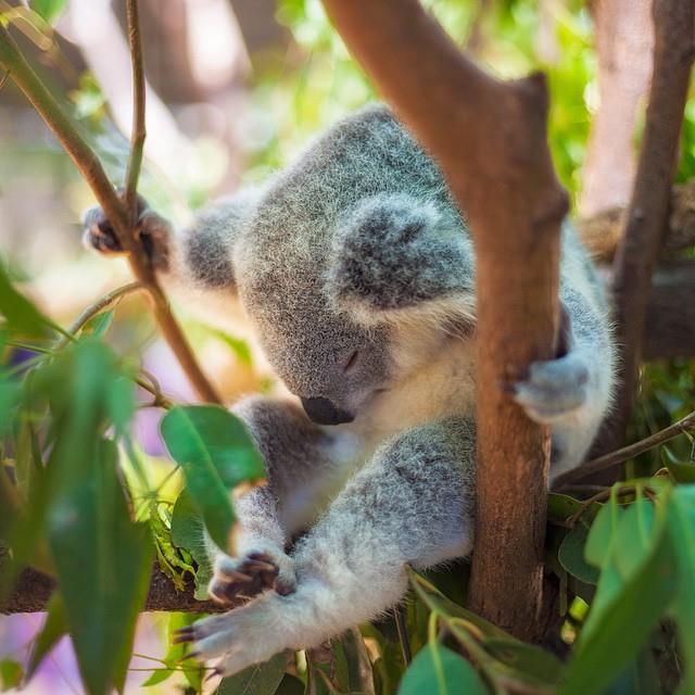 Koala Australie