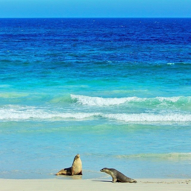 Kangaroo Island Australie