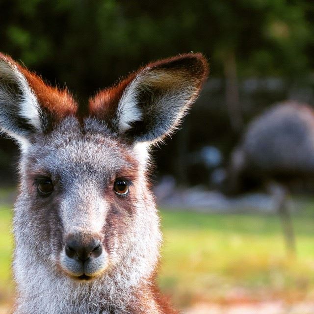 Kangourou Photo Australie Instagram
