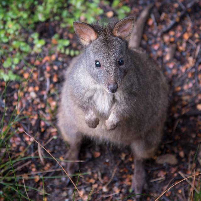 Pademelon Tasmanie
