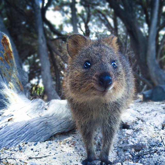 quokka Photo Australie Instagram
