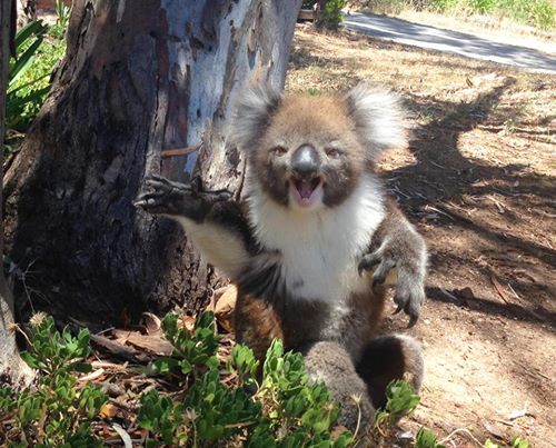 koala pleure