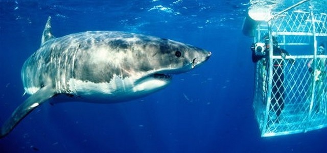 Nager avec les requins blancs dans une cage en Australie du sud