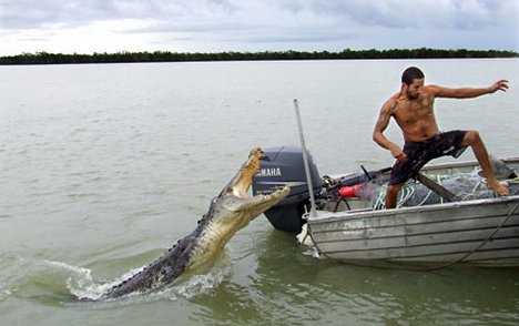 Crocodile marin