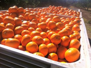 Le fruit picking de Mandarine