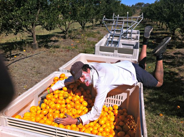 Le fruit picking à Gayndah