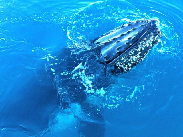 L'observation des Baleines à Boss, Hervey Bay