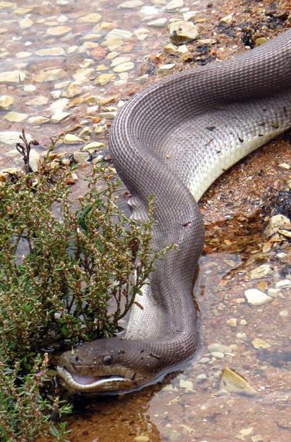 Un python avale un crocodile en Australie
