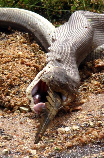 Un python avale un crocodile en Australie