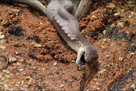 Un python avale un crocodile en Australie