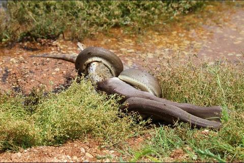 Un python avale un crocodile en Australie