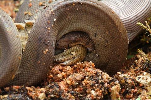 Un python avale un crocodile en Australie
