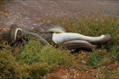 Un python avale un crocodile en Australie