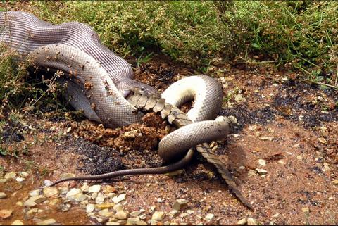 Un python avale un crocodile en Australie