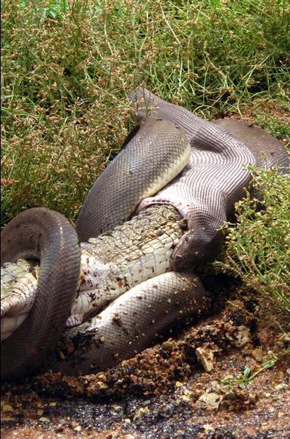 Un python avale un crocodile en Australie