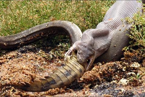 Un python avale un crocodile en Australie