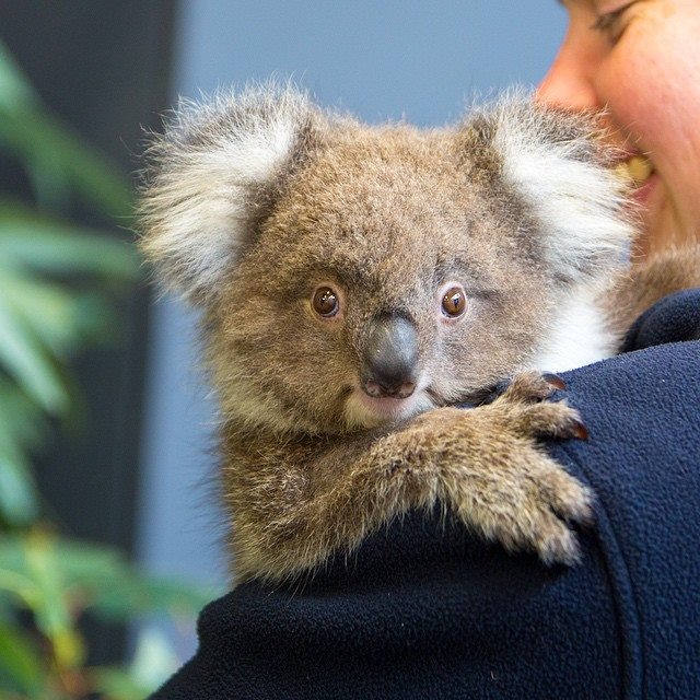 Australie Photo Nature