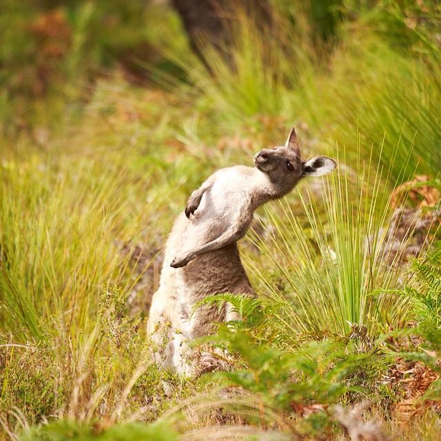 Australie Photo Nature