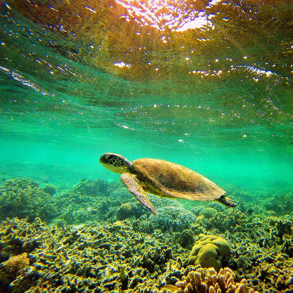 Australie Photo Nature