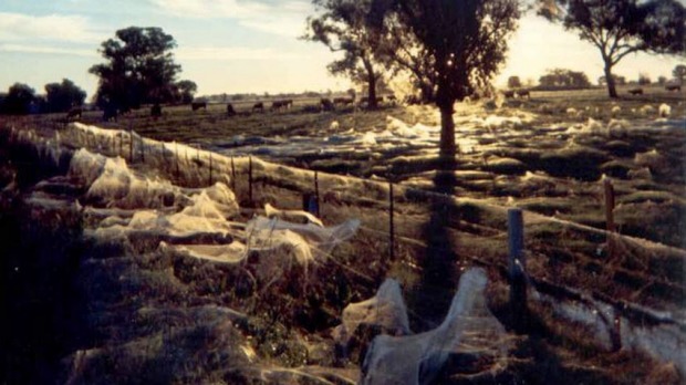 Araignée australie