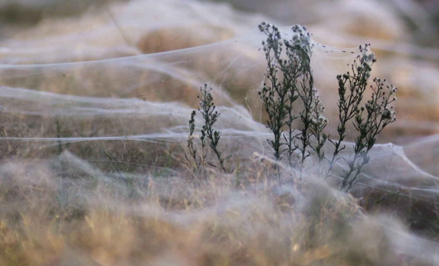 spider australia1