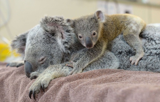 Maman Koala Porte Bebe Cheaper Than Retail Price Buy Clothing Accessories And Lifestyle Products For Women Men