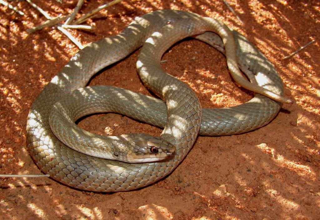 Brown Snake - 