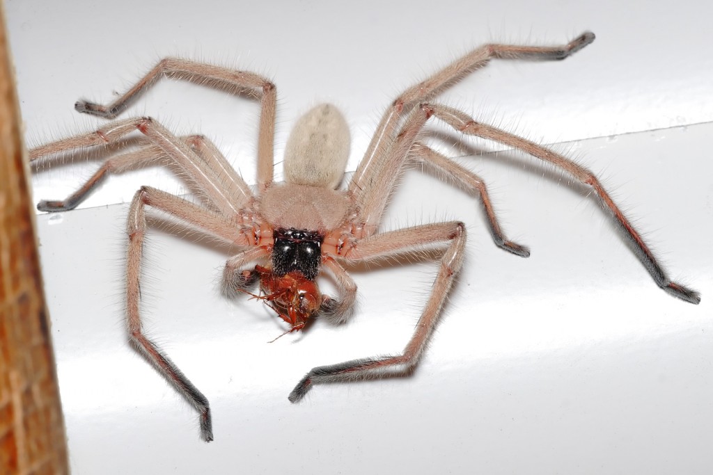 Huntsman spider