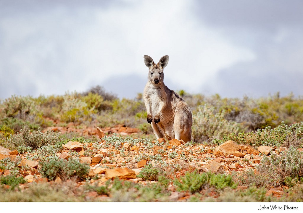 Kangaroo in outback South Australia. Australia