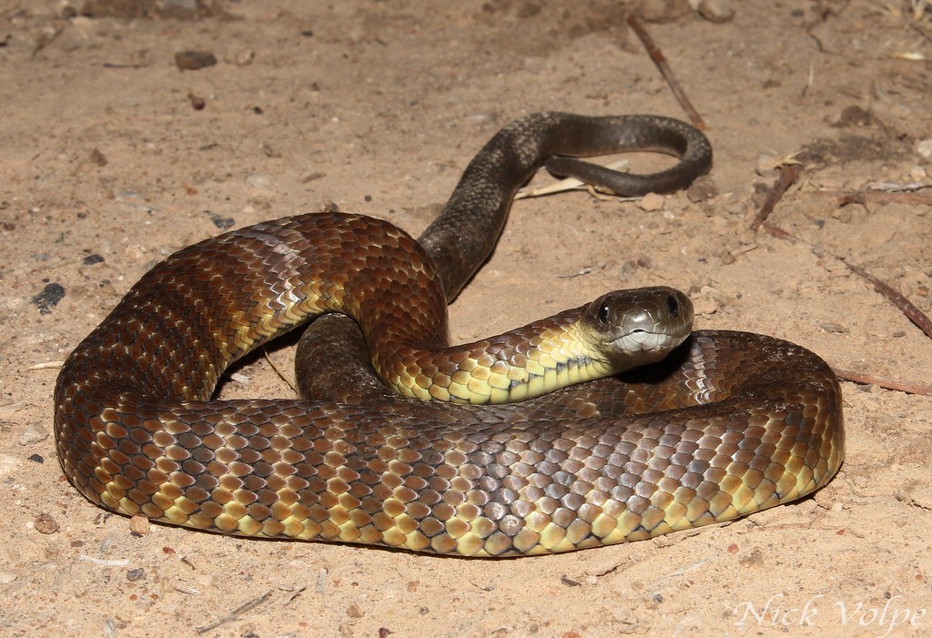 Tiger Snake