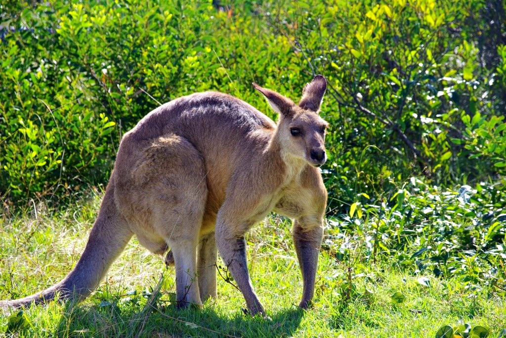 Australie Road trip côte est