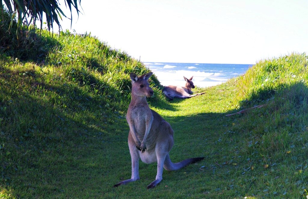 Australie Road trip côte est