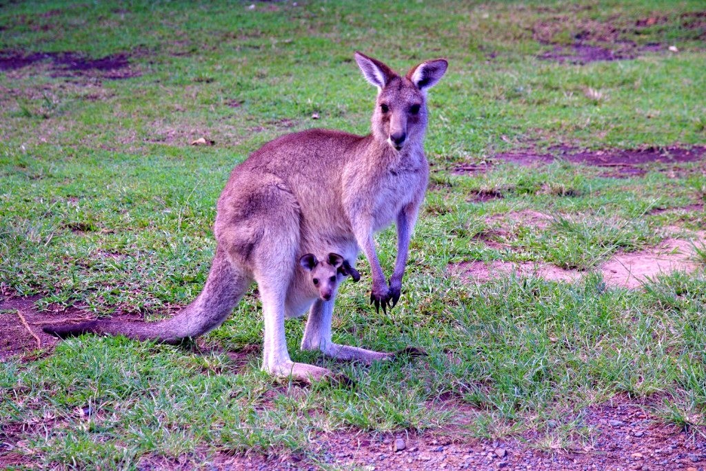 Australie Road trip côte est