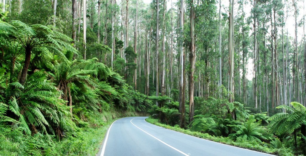 The Black Spur, Victoria, Australia ~ tree ferns beneath towerin