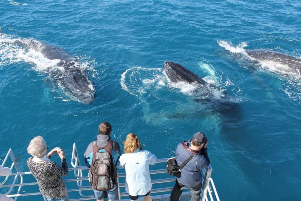 Hervey Bay Baleine