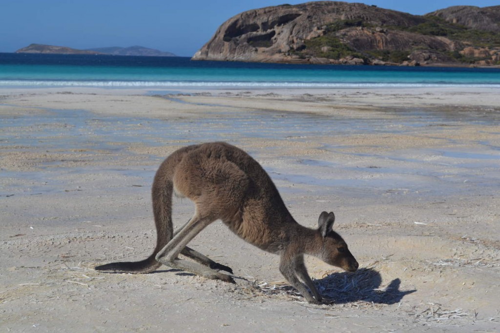 Kangourou plage