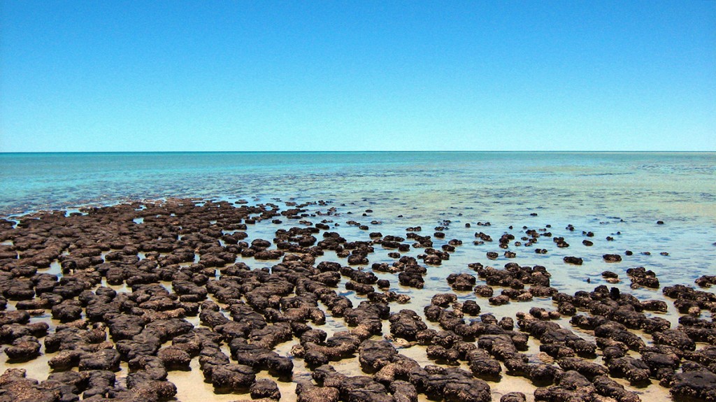 Shark Bay Australie