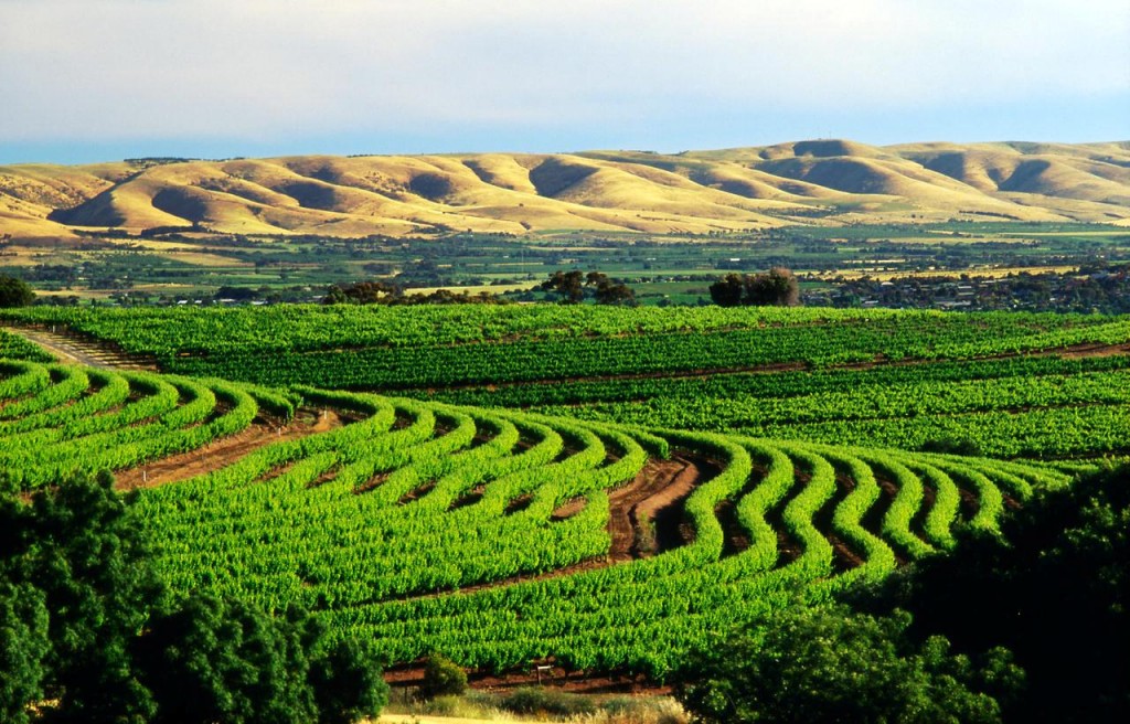 McLaren vale(Multiple values)sweeping vies from samuels ridge winery