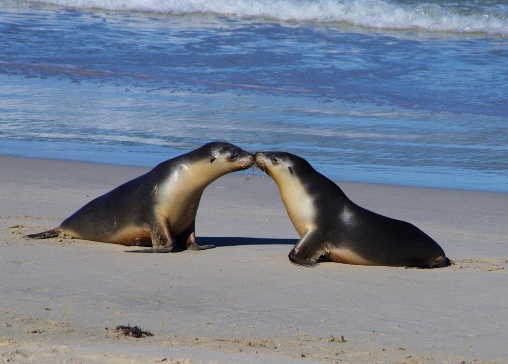 Kangaroo-Island_ seal bay