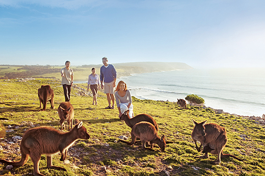 Kangaroo Island : le paradis sur terre en Australie du sud