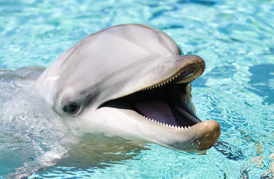 Nager avec les Otaries et les dauphins en Australie du sud